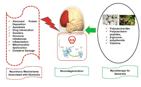 Cognitive Enhancing Effects of Medicinal Mushrooms: A Potential  Neuroprotective Implication in Dementias | SpringerLink