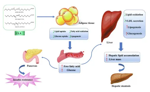 Conjugated linoleic acid (CLA) as a functional food: Is it beneficial or  not? - ScienceDirect