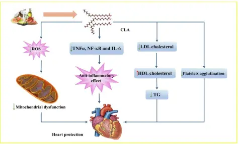 Conjugated linoleic acid (CLA) as a functional food: Is it beneficial or  not? - ScienceDirect
