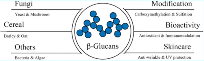 β-Glucan extracts as high-value multifunctional ingredients for skin  health: A review - ScienceDirect