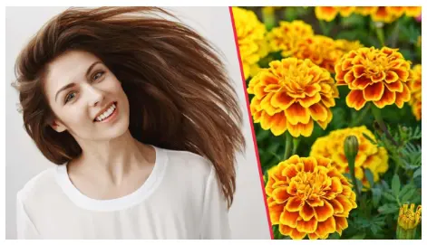Marigold flower extract supplier