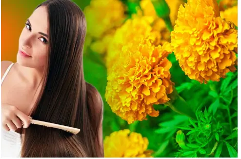 Marigold flower extract supplier