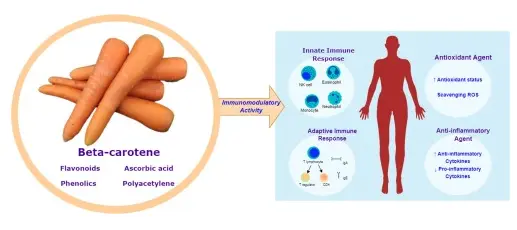 Critical review on the immunomodulatory activities of carrot's β-carotene and other bioactive compounds - ScienceDirect Critical review on the immunomodulatory activities of carrot's β-carotene and other bioactive compounds - ScienceDirect