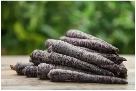 Black carrot extract supplier