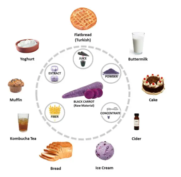 Black carrot: From underutilized crop to a new avenue in functional/nutraceutical enrichment applications - ScienceDirect Black carrot: From underutilized crop to a new avenue in functional/nutraceutical enrichment applications - ScienceDirect