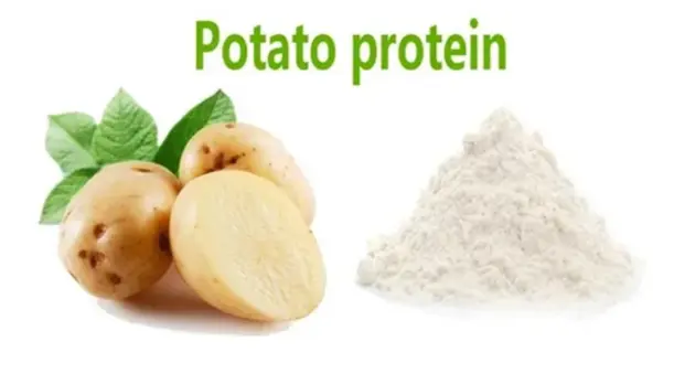 Potato protein powder supplier