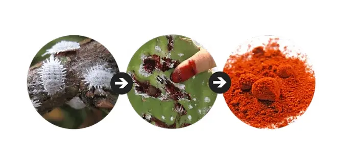 Carmine Dye: All About the Natural Cochineal Dye and Its Uses Carmine Dye: All About the Natural Cochineal Dye and Its Uses