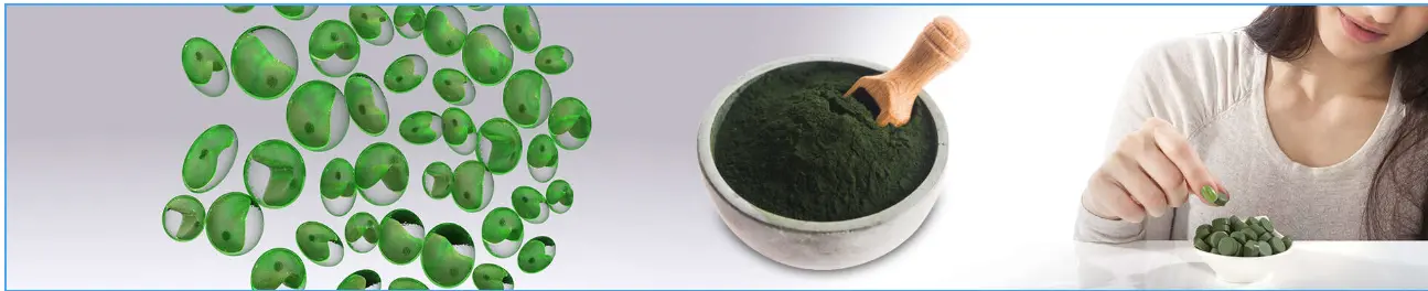 chlorella powder supplier