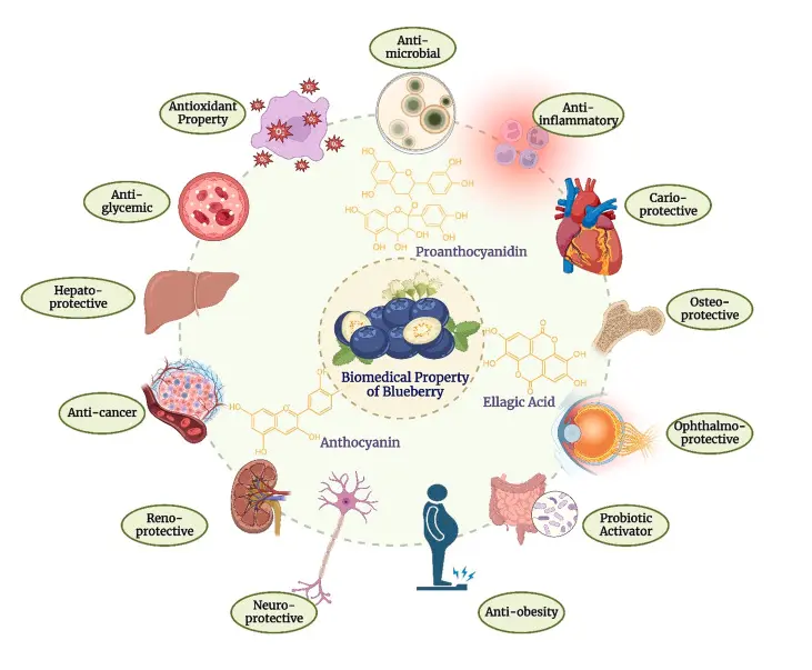 Blueberries in focus: Exploring the phytochemical potentials and therapeutic applications - ScienceDirect Blueberries in focus: Exploring the phytochemical potentials and therapeutic applications - ScienceDirect