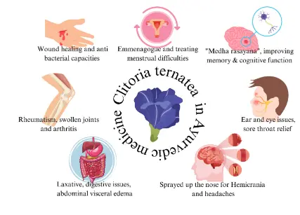 The Potential for the Implementation of Pea Flower (Clitoria ternatea) Health Properties in Food Matrix