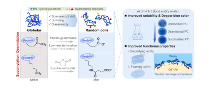 Improving solubility and functional properties of phycocyanin under acidic  conditions by glutaminase deamidation and succinylation - ScienceDirect