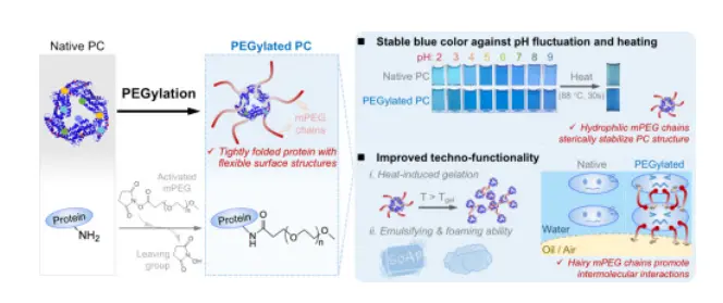 Improved pH stability, heat stability, and functionality of phycocyanin after PEGylation - ScienceDirect Improved pH stability, heat stability, and functionality of phycocyanin after PEGylation - ScienceDirect