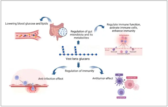 Exploring the therapeutic potential of yeast β-glucan: Prebiotic,  anti-infective, and anticancer properties - A review - ScienceDirect