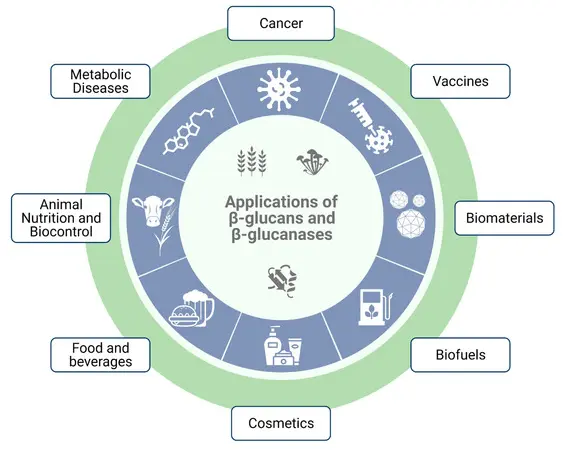 From Cancer Therapy to Winemaking: The Molecular Structure and Applications of β-Glucans and β-1, 3-Glucanases From Cancer Therapy to Winemaking: The Molecular Structure and Applications of β-Glucans and β-1, 3-Glucanases