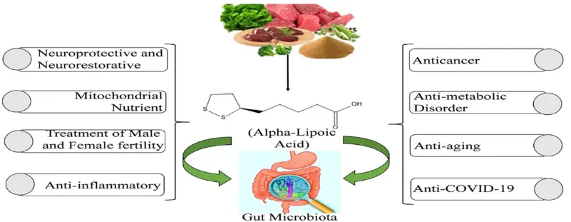 Molecular and Therapeutic Insights of Alpha-Lipoic Acid as a Potential Molecule for Disease Prevention | Revista Brasileira de Farmacognosia Molecular and Therapeutic Insights of Alpha-Lipoic Acid as a Potential Molecule for Disease Prevention | Revista Brasileira de Farmacognosia
