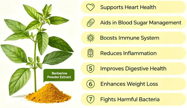 7 Health Benefits of Berberine