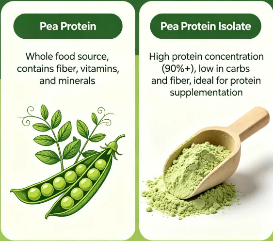 Pea Protein vs Pea Protein Isolate: Comparing Benefits -ETprotein