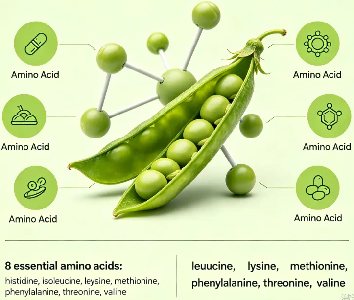 Pea protein peptide - provides 8 Amino Acids for our body!