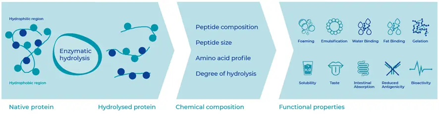 Protein Hydrolysis Enzymes Market: Top Trends and industry overview to watch by the year 2028