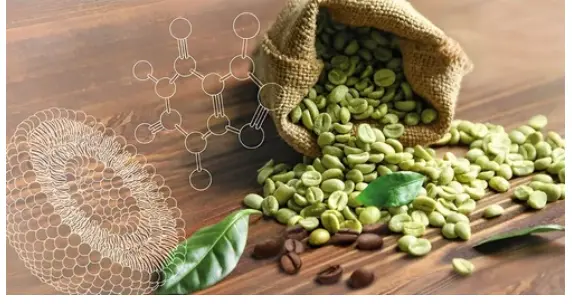 Green Coffee Bean Extract Powder, Packaging Type: Loose at Rs 1400/kg in Ahmedabad
