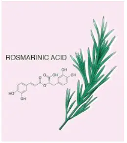 Therapeutic Potential of Rosmarinic Acid: A Comprehensive Review Therapeutic Potential of Rosmarinic Acid: A Comprehensive Review