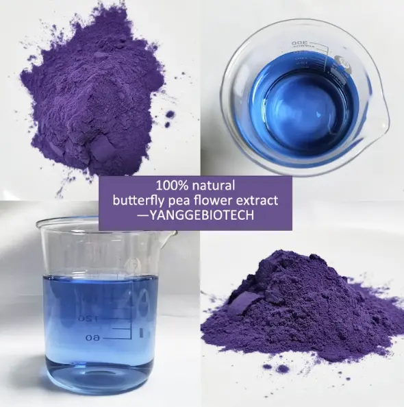 Butterfly pea powder supplier
