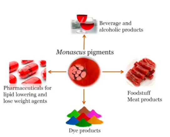 Monascus pigments production, composition, bioactivity and its application: A review - ScienceDirect Monascus pigments production, composition, bioactivity and its application: A review - ScienceDirect