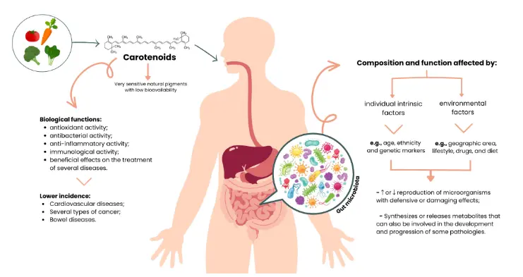 Carotenoids Diet: Digestion, Gut Microbiota Modulation, and Inflammatory  Diseases