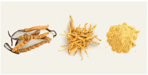 Cordyceps Mushroom Benefits | Real Mushrooms Cordyceps Mushroom Benefits | Real Mushrooms