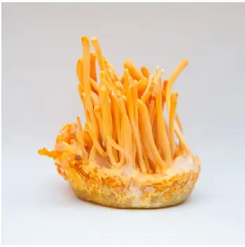 Edible Insects May Play Key Role in Production of Anti-Cancer Compound | Inside Precision Medicine Edible Insects May Play Key Role in Production of Anti-Cancer Compound | Inside Precision Medicine
