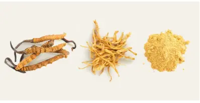 Cordyceps Mushroom Benefits | Real Mushrooms