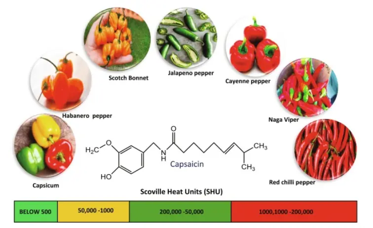 Chemical Structure Of Capsaicin From Chili Seeds, Yield, 52% OFF