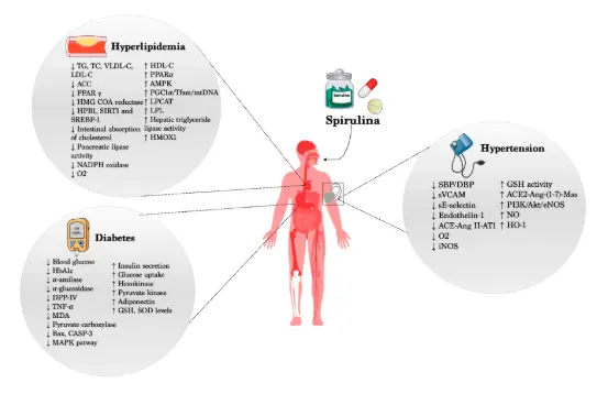 Beneficial Effects of Spirulina Supplementation in the Management of  Cardiovascular Diseases