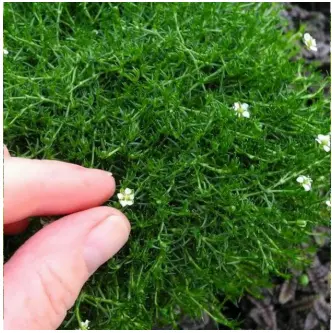 IRISH MOSS "SAGINA SUBULATA" PEARLWORT SEEDS - Viable Seeds - UK SELLER | eBay IRISH MOSS "SAGINA SUBULATA" PEARLWORT SEEDS - Viable Seeds - UK SELLER | eBay