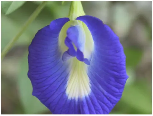 Butterfly Pea Flowers For Tea BlueChai - Deep Blue Colored Flowers For Gardens - HubPages Butterfly Pea Flowers For Tea BlueChai - Deep Blue Colored Flowers For Gardens - HubPages