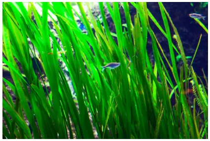 10,800+ Spirulina Plant Stock Photos, Pictures & Royalty-Free Images - iStock | Spirulina plant on white 10,800+ Spirulina Plant Stock Photos, Pictures & Royalty-Free Images - iStock | Spirulina plant on white