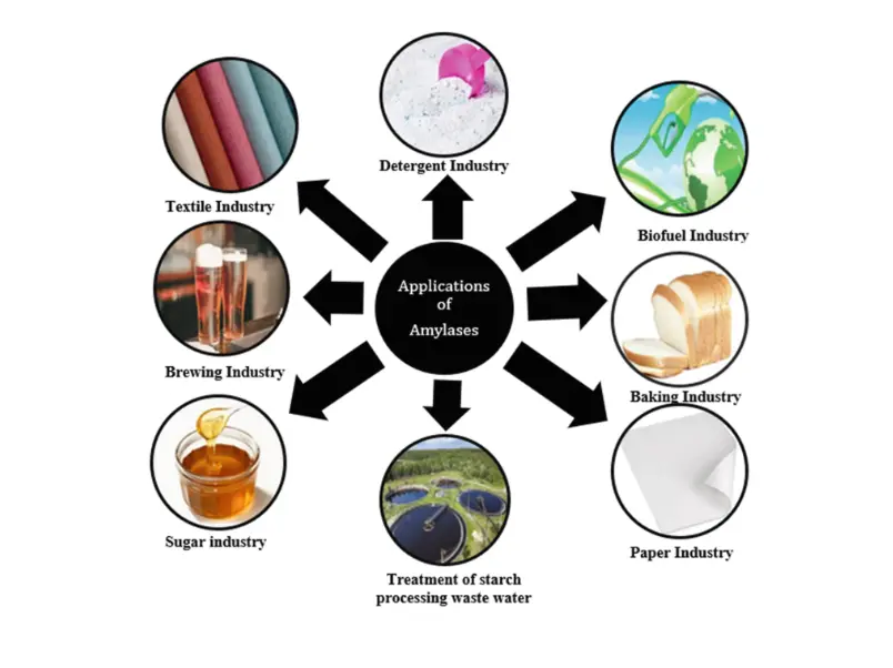 Extremophilic Amylases: Microbial Production and Applications | SpringerLink Extremophilic Amylases: Microbial Production and Applications | SpringerLink