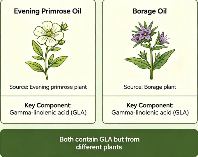 Are evening primrose oil and borage the same