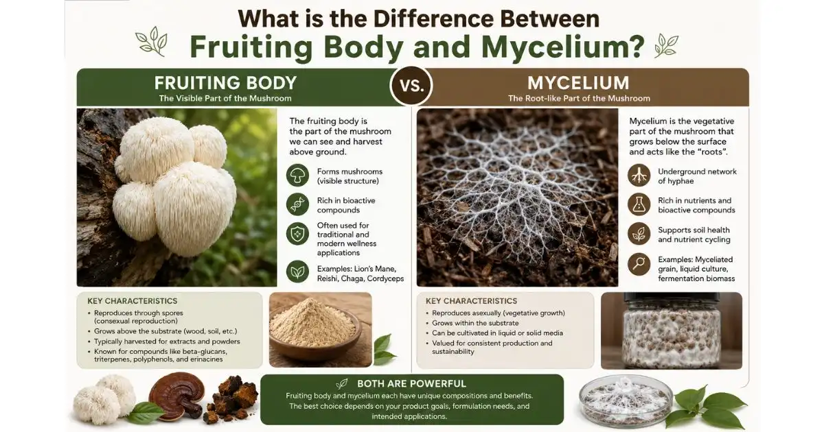 What is the difference between fruiting body and mycelium? What is the difference between fruiting body and mycelium?