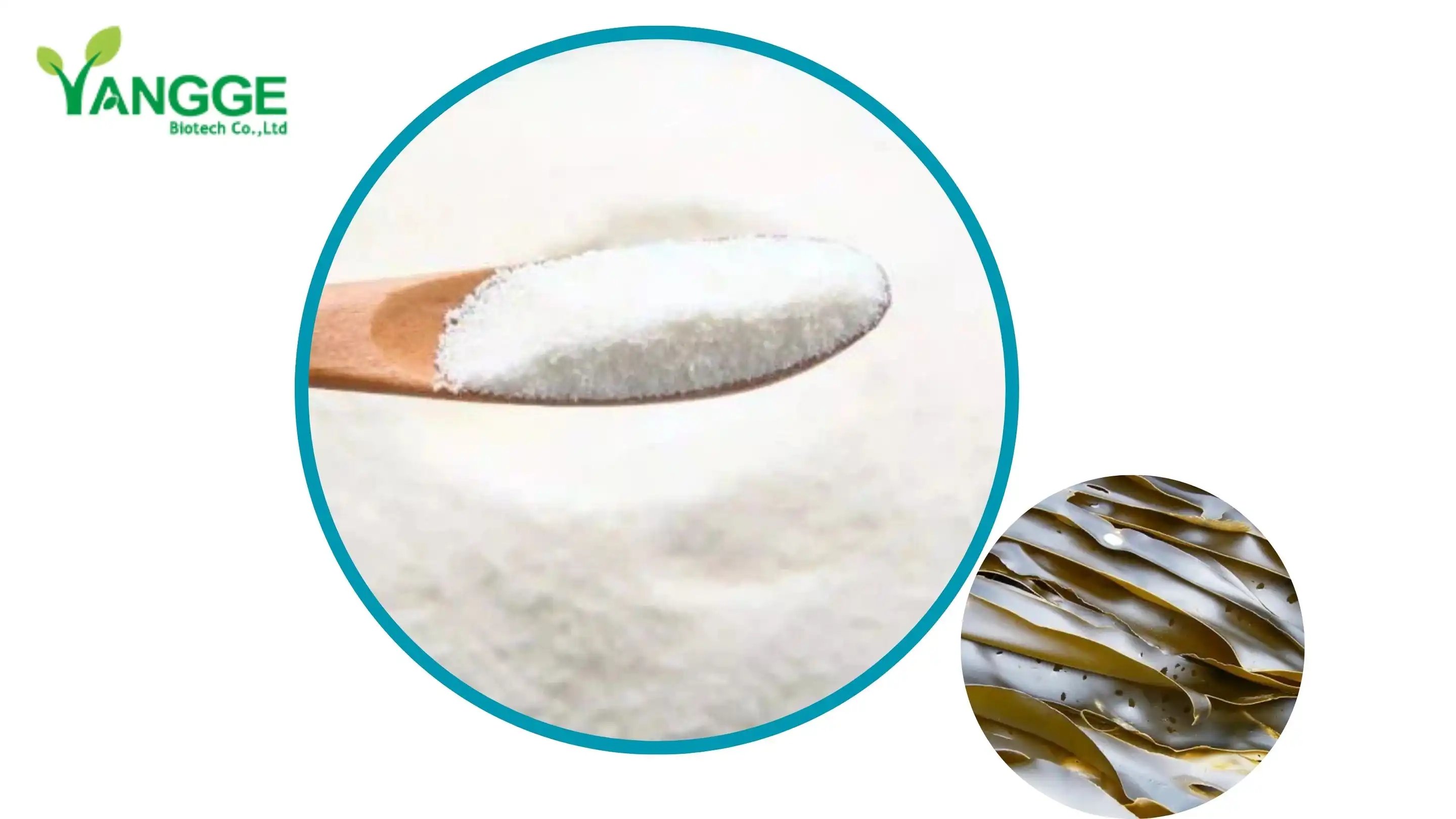 laminaria digitata extract Manufacturers Suppliers Factory -  YanggeBiotech