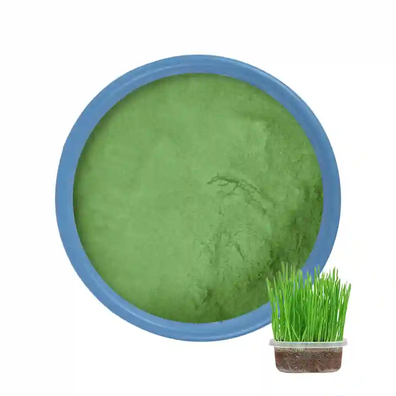 L'herbe d'orge en poudre